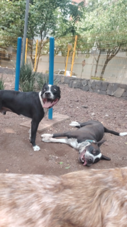 Grupo de perros