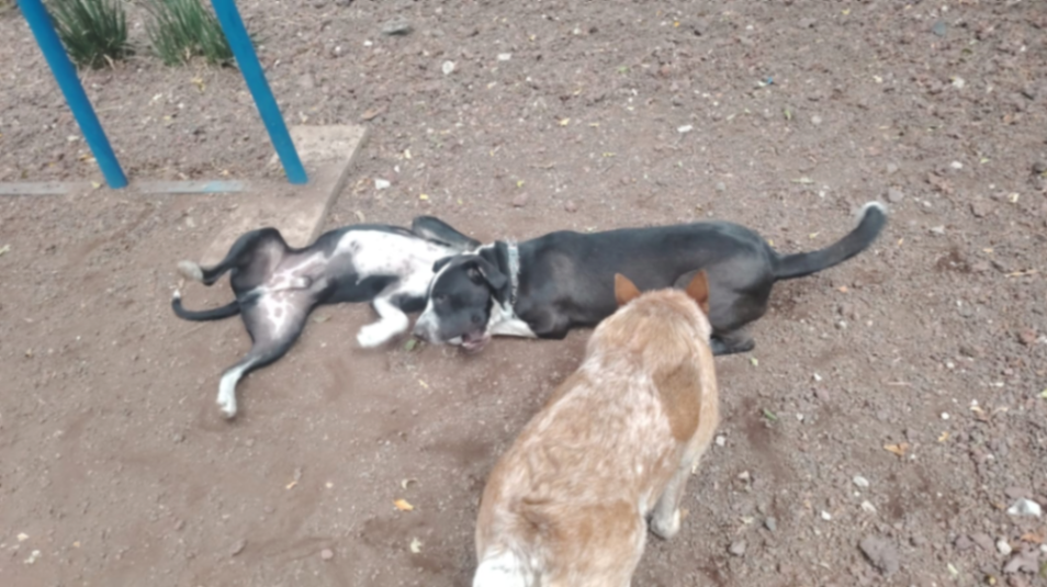 Grupo de perros — miniatura 2