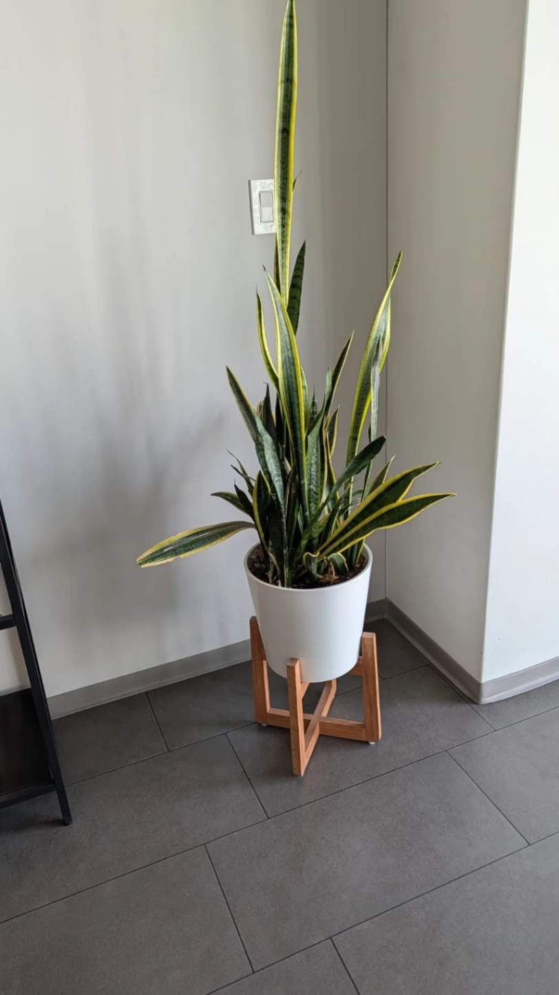 Planta Sansevieria con Maceta Blanca y Soporte de Madera — foto 1