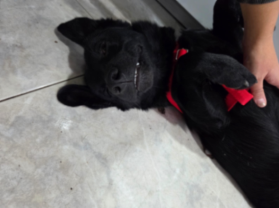 Arnés para perro — miniatura 2