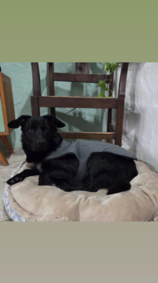 Chaleco para perro gris