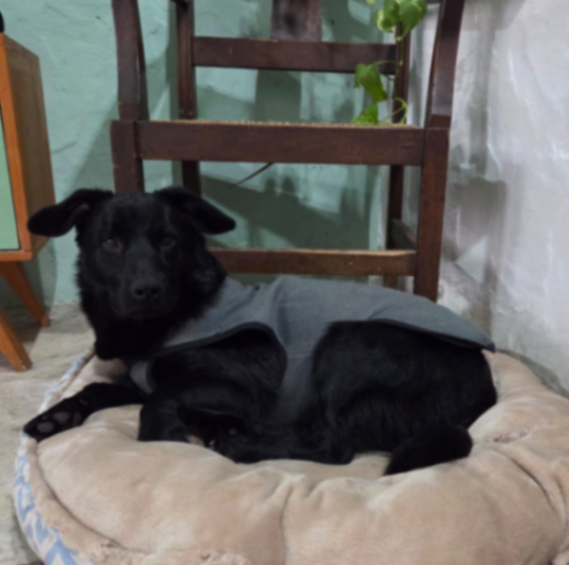 Chaleco para perro gris — miniatura 2